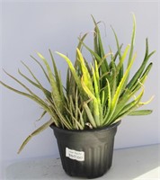 Tropical Aloe Vera (Medicine) Plant 2 Gal 24"h