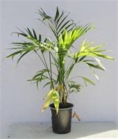 Tropical Cat Palm Tree 30"h