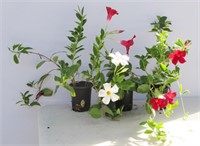 3 pcs Assorted Mandevilla Flowering Vines 4" Pots