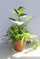Mixed Tropical Planter Ferns / Fig / Spider