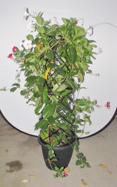Short Notice Tropical House Plant Auction Tue. Oct. 26th