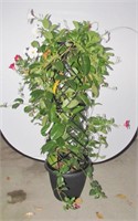 Large Tropical Red & White Mandevilla (3 Gal) 55"h