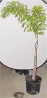 Tropical Foxtail Palm Tree - 7 Gal 8-10ft