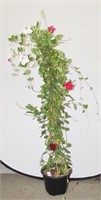 4 ft Red & White Mandevilla Flowering Vine