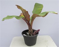 Tropical Red Abyssinian Banana Plant 27"h