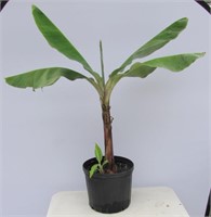 Tropical Banana Plant 40"h