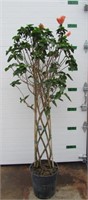 Tropical Braided Hibiscus Standard 6.5 ft h