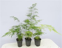 3 pcs Asparagus Ferns 4" Pots