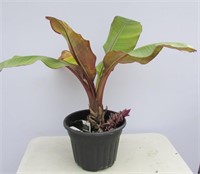 Tropical Red Abyssinian Banana Plant 27"h