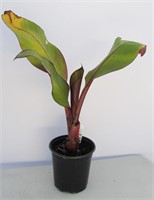 Banana Plant (Musa)  - Approx. 20"h
