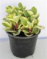 Peperomia (Baby Rubber Plant) Varigated 10"h