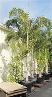Tropical Foxtail Palm Tree - 12-14ft