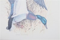 Charles E. Murphy Mallard Duck Framed Print