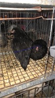 Small Animal & Exhibition Stock Online Auction 10-29-21