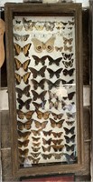 Insect Moth Butterfly Shadow Box Display