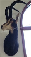 Sable Antelope Shoulder Taxidermy Mount