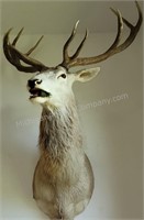 Red Deer Shoulder Mount Taxidermy