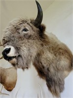 American Bison Taxidermy Shoulder Mount