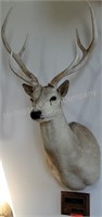 Record Book Texan Axis Deer or Chital  Taxidermy