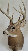 7 pt. Non-Typical Whitetail Deer Shoulder Mount