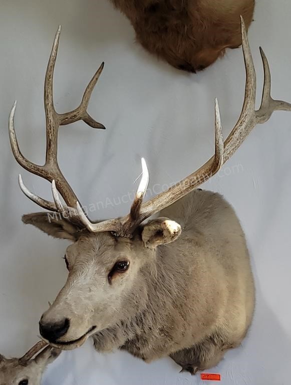 The Scott Taxidermy & Lego Collection Online Auction