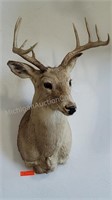 8 pt. Whitetail Deer Shoulder Mount Taxidermy