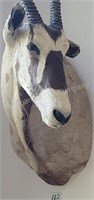 Oryx Taxidermy Shoulder Mount