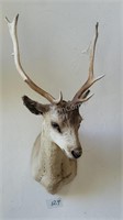 African Taxidermy Shoulder Mount