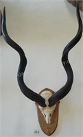 Kudu Skull & Horns European Mount Taxidermy