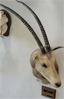 Record Book Scimitar-Horned Oryx Taxidermy