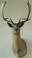 Fallow Deer Taxidermy Shoulder Mount
