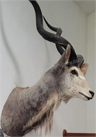 Kudu Taxidermy Shoulder Mount