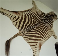 Zebra Taxidermy Hide Rug