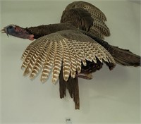 Wild Turkey In Flight Full Body Taxidermy Mount