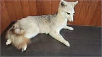 Fox Full Body Mount Taxidermy