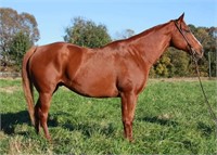 Radar Range  2007 Sorrel AQHA Gelding  VIDEO