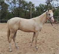 Pals Turbo Ta Fame 2020 Palomino AQHA Gelding