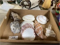 Seashells and Quartz Rocks