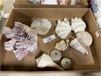 Collection of Seashells