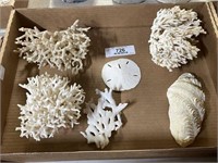 Lot of Coral and Shells