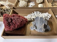 Lot of Assorted Coral