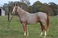 Peptos Red Zone 2009 Red Roan AQHA Gelding VIDEO