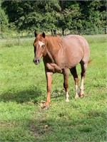 Mr Sizzling Joe 2009 Red Roan AQHA Gelding