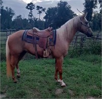 Cool Man King  2006 Palomino AQHA Gelding