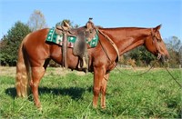 TNT Fluid Fran 2010 Sorrel AQHA Mare