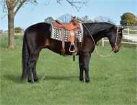 OBryans Red Oak 2015 Brown AQHA Gelding VIDEO