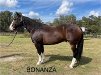 Bonanza  8yr old Dark Bay Crossbred Gelding