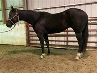 BMQ Illegally Yours 2016 Black AQHA/APHA Gelding