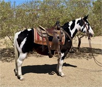 Chico  6yo Black/White Quarter Pony Gelding VIDEO