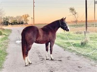 Shooten At Shadows - IN FOAL to Lil Cats Merada